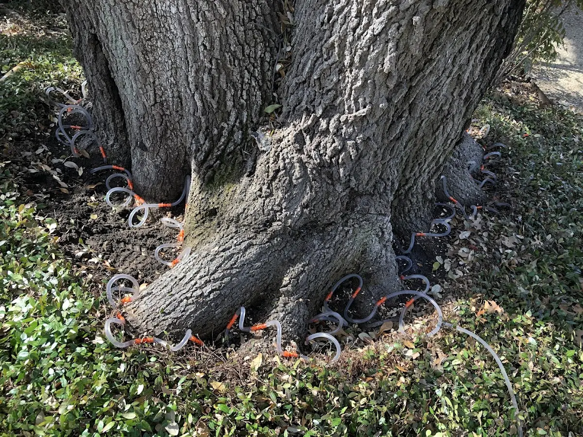 Detailed Tree Cabling and Bracing job site in Buck Hill Falls