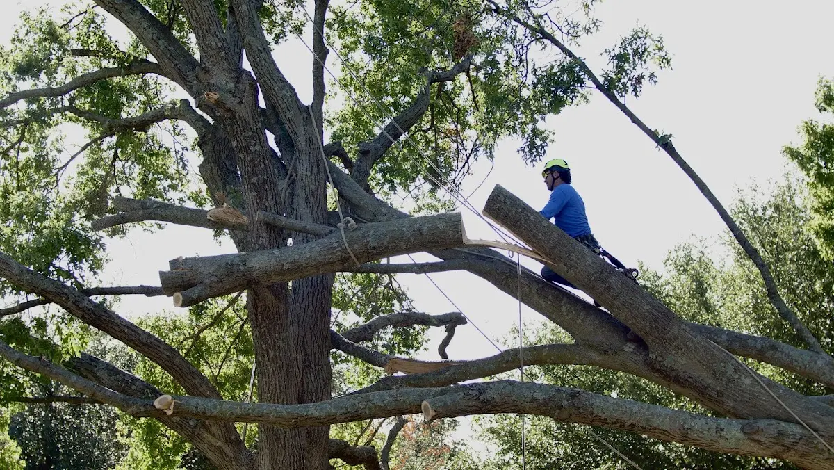 Professional Crown Thinning performed by certified arborists in Buck Hill Falls