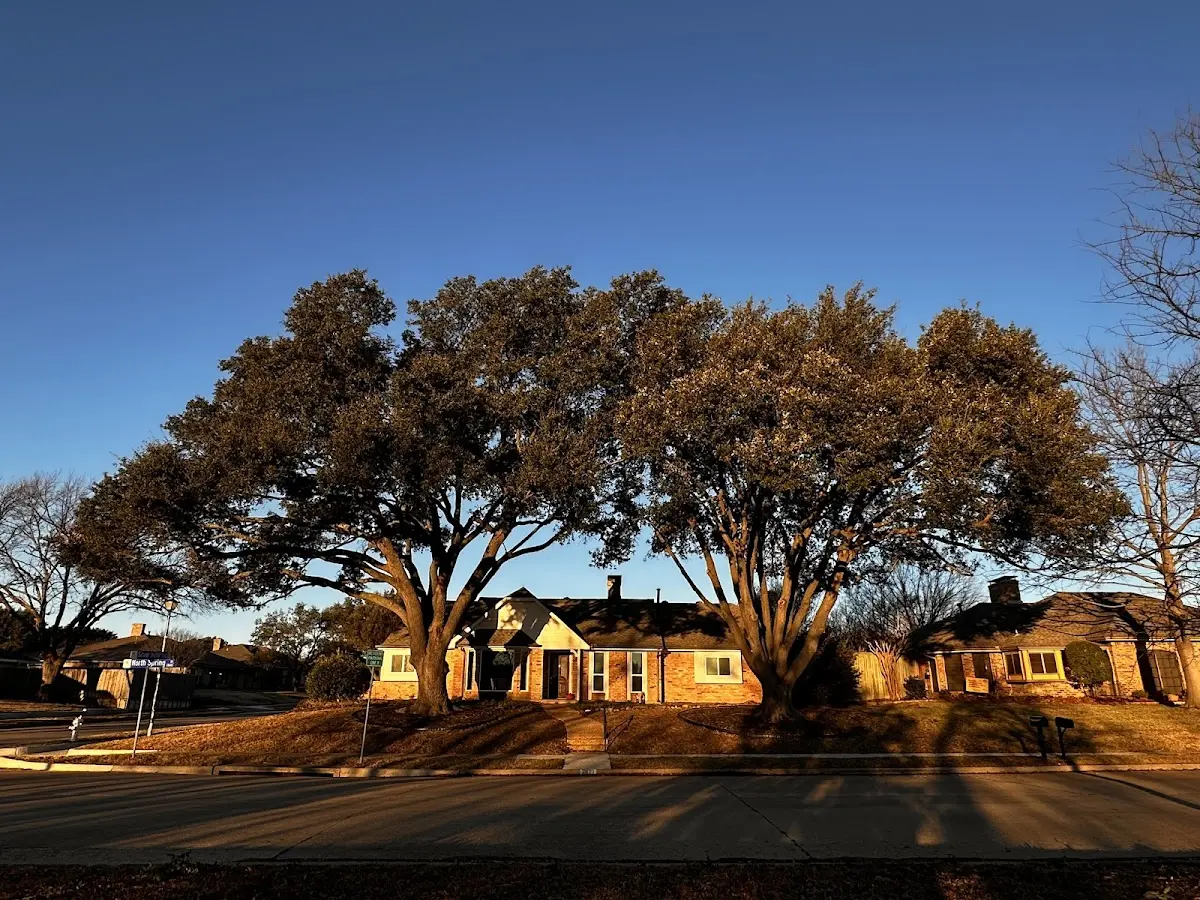 Established residential canopy tree shading a home in Buck Hill Falls